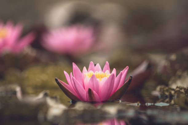istock Pink lotus flower or water lily selective focus 1331689928