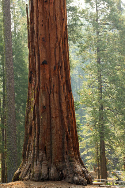 istock Giant Sequoia Trees in Yosemite 1331690698