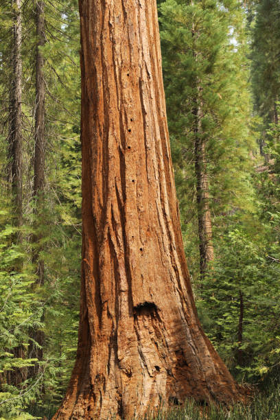 istock Giant Sequoia Trees in Yosemite 1331691379