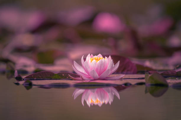 istock Pink lotus flower or water lily selective focus 1331691621