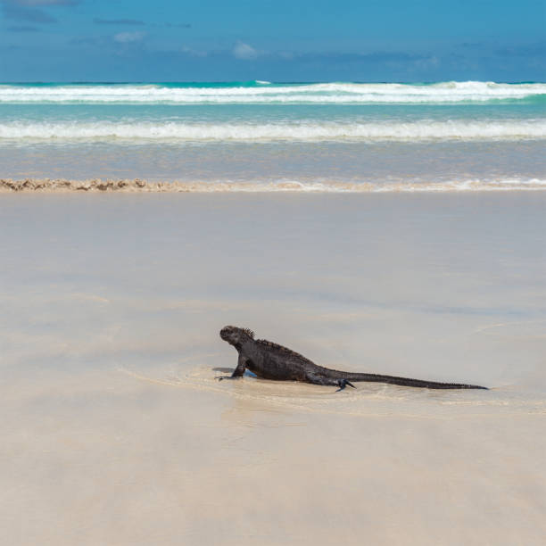 istock Marine Iguana on Beach, Galapagos Islands 1331692490