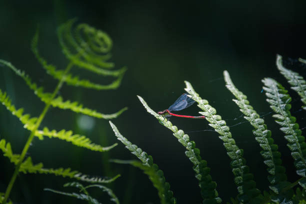 a Damselfly perches on a branch in northern Florida
