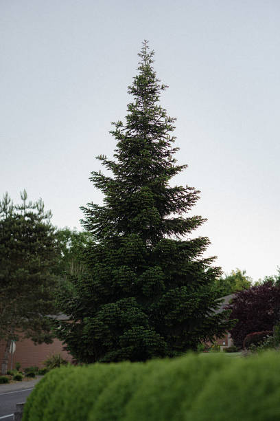 istock Green Tree in summer white sky background 1331701858