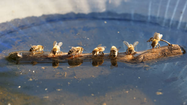 HVAC Bees Honey bees collecting water to bring back to the hive and cool it  Bird Bath stock pictures, royalty-free photos & images