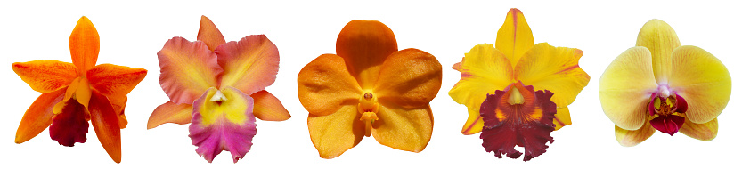 Collection of orange and yellow orchid flower isolated on white background