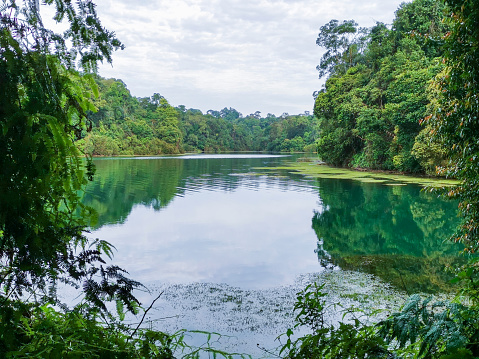 Lake at Macritchie Reservoir, Singapore