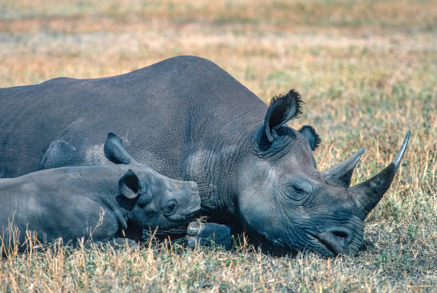 o rinoceronte-preto ou rinoceronte-de-lábio-de-gancho (diceros bicornis) é uma espécie de rinoceronte, nativa do leste e sul da áfrica. cratera ngorongoro, tanzânia. mãe e bezerro. - bicornis - fotografias e filmes do acervo