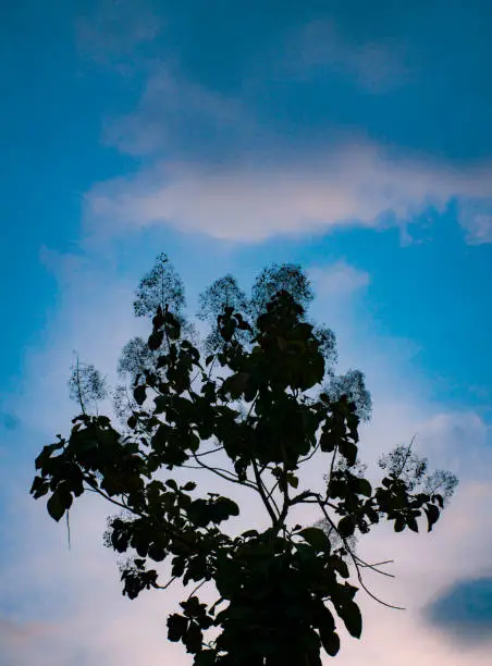 Photo of Negative Space of Branch Tree