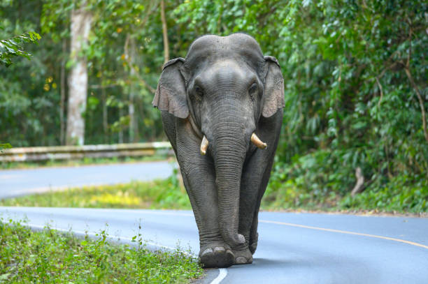 um elefante selvagem asiático macho com presas enormes está andando na estrada - elefante asiático - fotografias e filmes do acervo