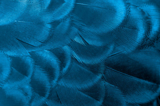 istock Peacock feathers in closeup ,beautiful Indian peafowl for background 1331710569