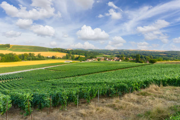 row vine grape in champagne vineyards at montagne de reims - montagne sol imagens e fotografias de stock