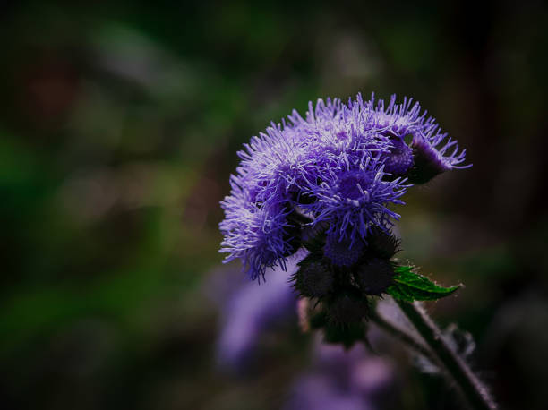 Purple colorwild flower in the morning