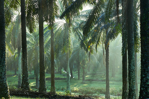 Ray of light pierces through oil palm trees early in the misty morning