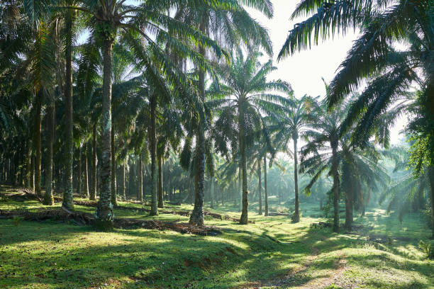 Ray of light pierces through oil palm trees early in the misty morning