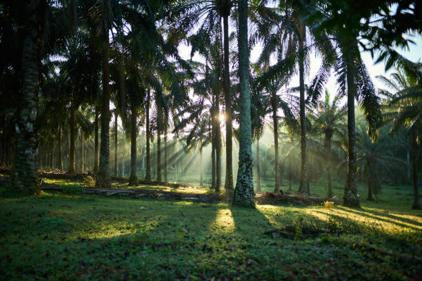 Ray of light pierces through oil palm trees early in the misty morning