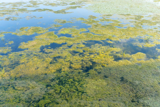 blühendes wasser. algen blühen aufgrund von umweltverschmutzung. gewässerschutzkonzept - algae slimy green water stock-fotos und bilder