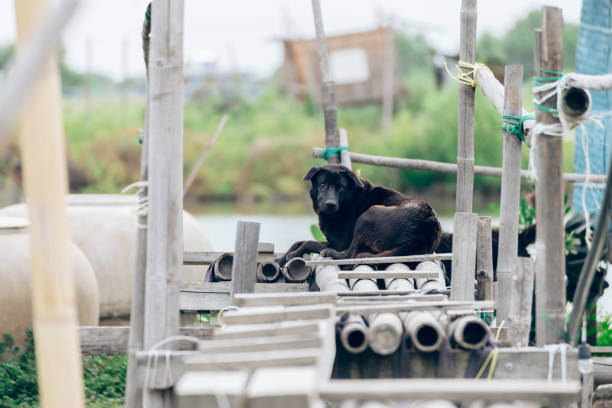 Local dogs and the environment