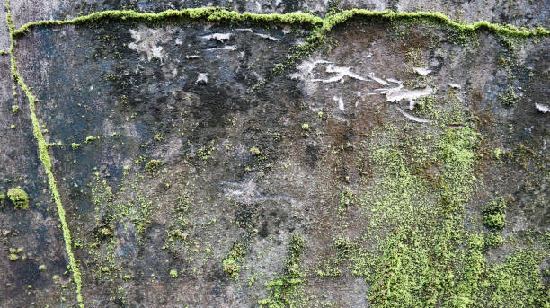 istock Old Concrete Wall Covered With Lots Of Green Moss or Algae. Background Texture. Selective Focus. 1331721446