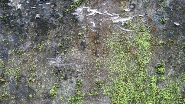 istock Old Concrete Wall Covered With Lots Of Green Moss or Algae. Background Texture. Selective Focus. 1331721543