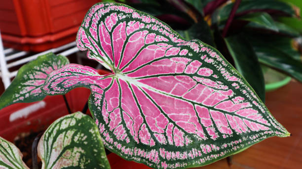 istock Caladium Bicolor Leaf, colorful and beautiful patterns adorn the garden. 1331722104