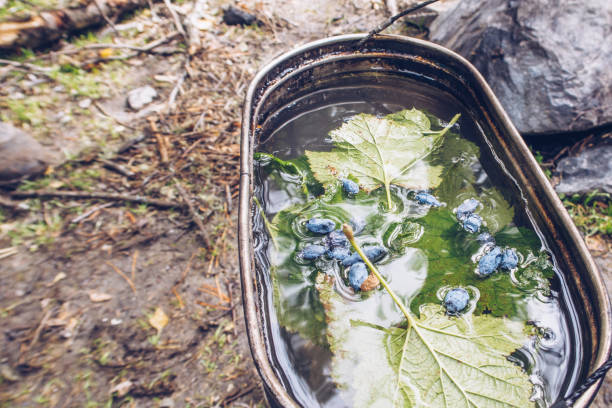 Camping pot with tea with blue honeysuckle berries and currant leaves. Herbal tea authentic summer outdoors kitchen. Life in the countryside, hiking tour routine stock photo