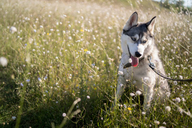 istock Happy Siberian husky dog posing outdoors in summer 1331723221