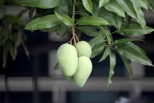 Unripe mango growing on tree.