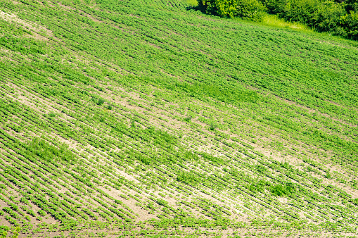Rural landscape, green field sown with soybeans on a summer day