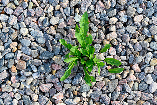 unwanted weed growing green in gravel path Kumla Sweden july 2021