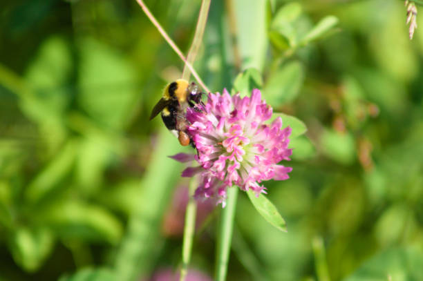 Bee on red clover in bloom close-up view with focus on foreground