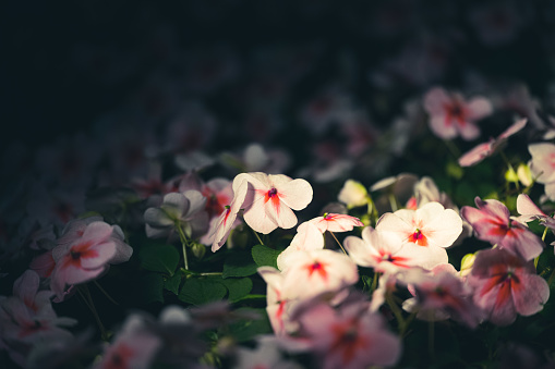 Close-up of a flowerbed at night.