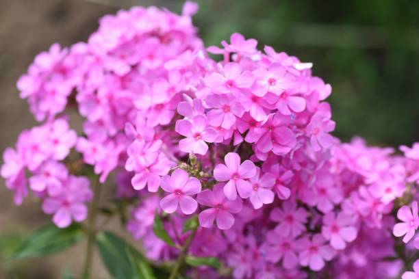 istock Phlox paniculata pink flowers. 1331731791
