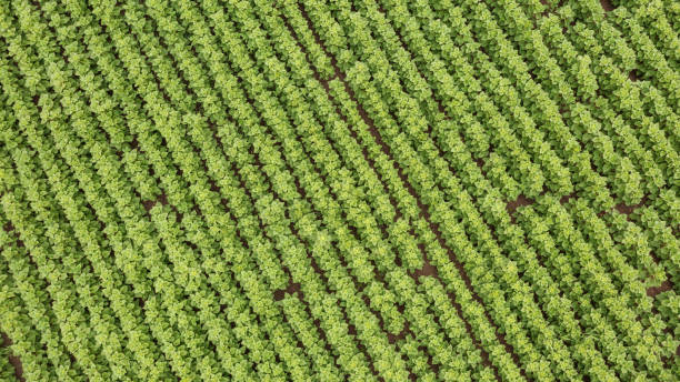 istock Rows of young Sunflower from above 1331732798