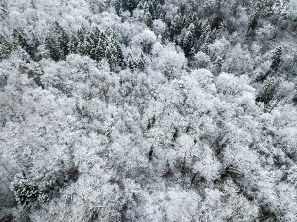 istock Aerial view of snow covered pine forest in winter - full frame background 1331733761