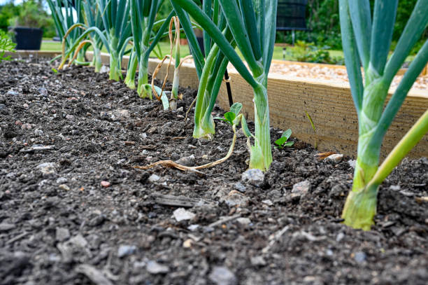 istock Onions growing in rows at home in cultivating box 1331734526