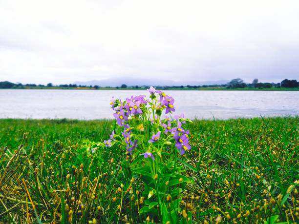 A blue flowers plant on the riverside