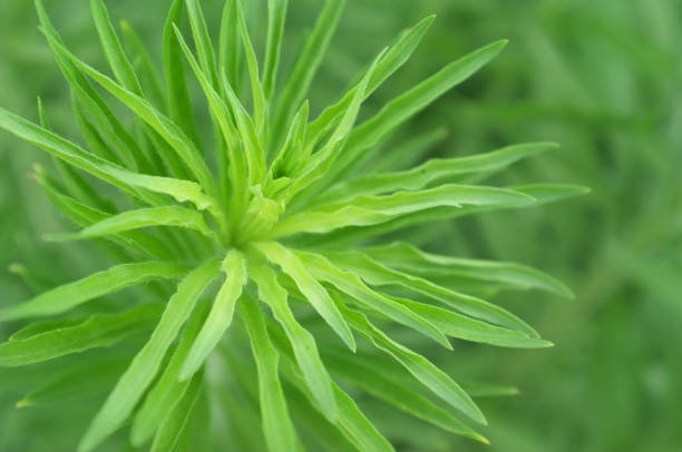 istock Green narrow leaves close up 1331741140