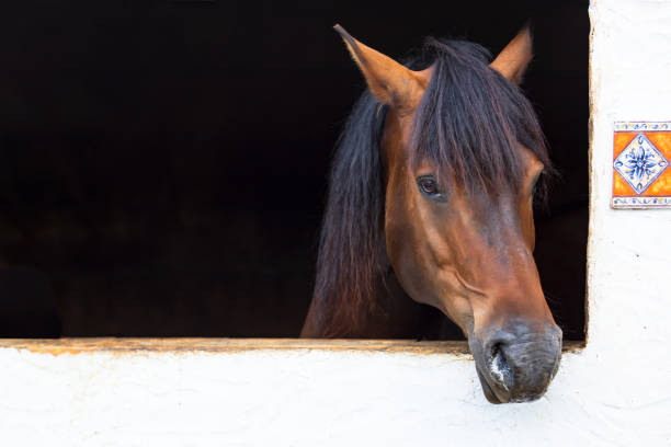 Brown Spanish horse leaning out of his stable window. Brown Spanish horse leaning out of his stable window. saddle photos stock pictures, royalty-free photos & images