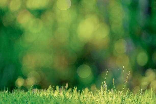 istock Abstract, Nature green grass with bokeh background 1331743139