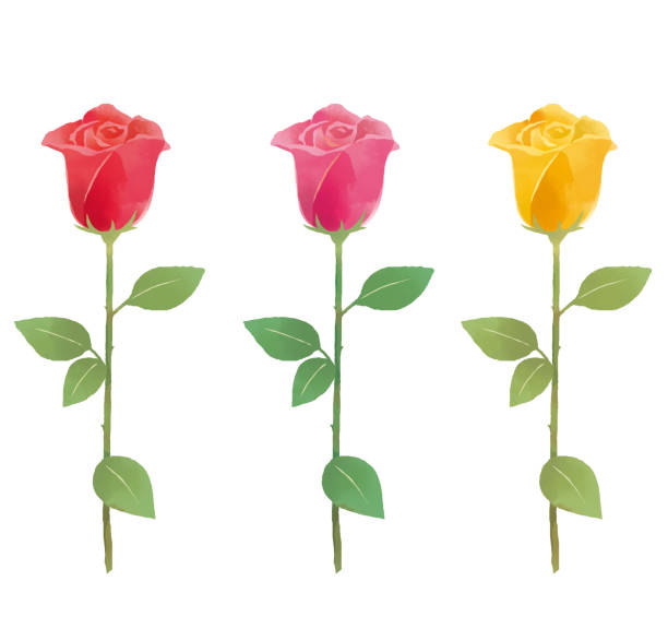 istock Illustration of a single beautiful rose with a touch of watercolor. 1331743529