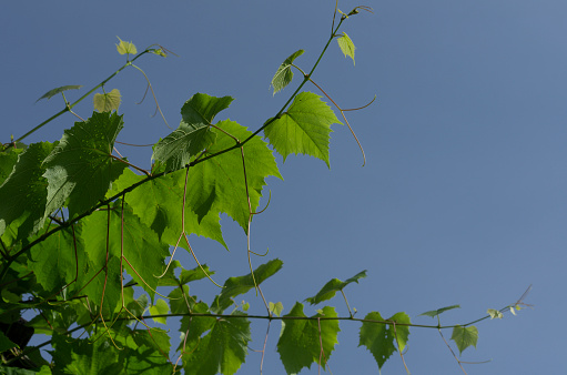Grapevine with leaves and young shoots on the background of a blue sky in sunny weather