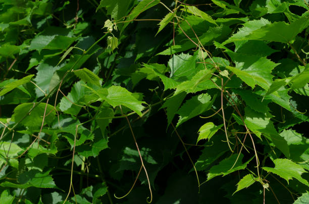 istock Green grape leaves illuminated by the sun 1331743546