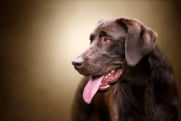 Brown golden retrieber in Brown and white blackground