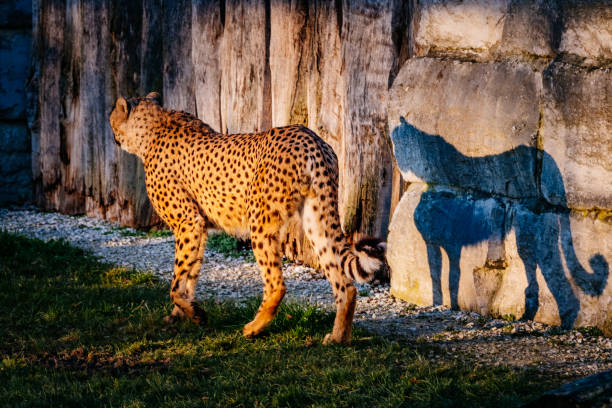 istock View Of Cheetah Walking In Zoo 
Shadow 1331744447