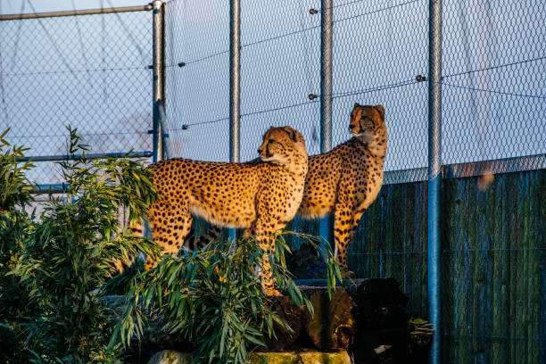 istock View Of Cheetah In Zoo 1331744479