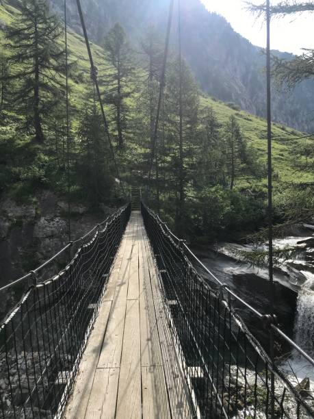 istock Suspension bridge in pine tree valley 1331746697