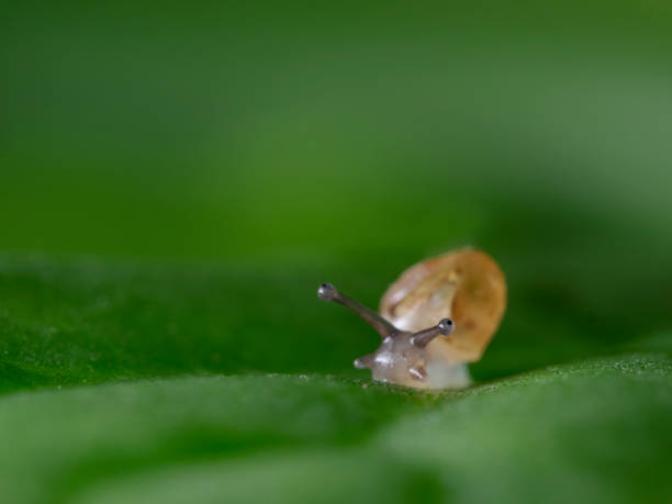 istock Small banded grove snail in focus 1331746787