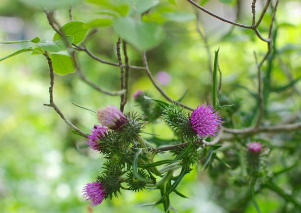 istock Close up of thistle flowers. 1331747876