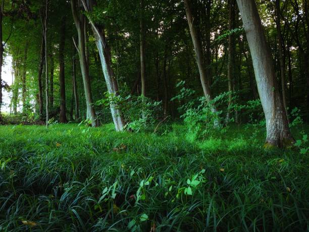 istock Morning in the green deciduous forest. 1331747981