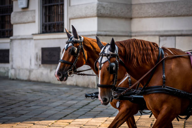 dos caballos marrones enjaezados en viena - cochero fotografías e imágenes de stock